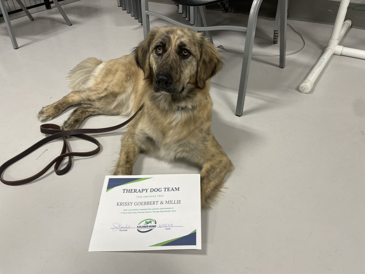 Just 1 year shy of losing my previous therapy dog Sadie, Millie and I are now a new certified team! #therapydog