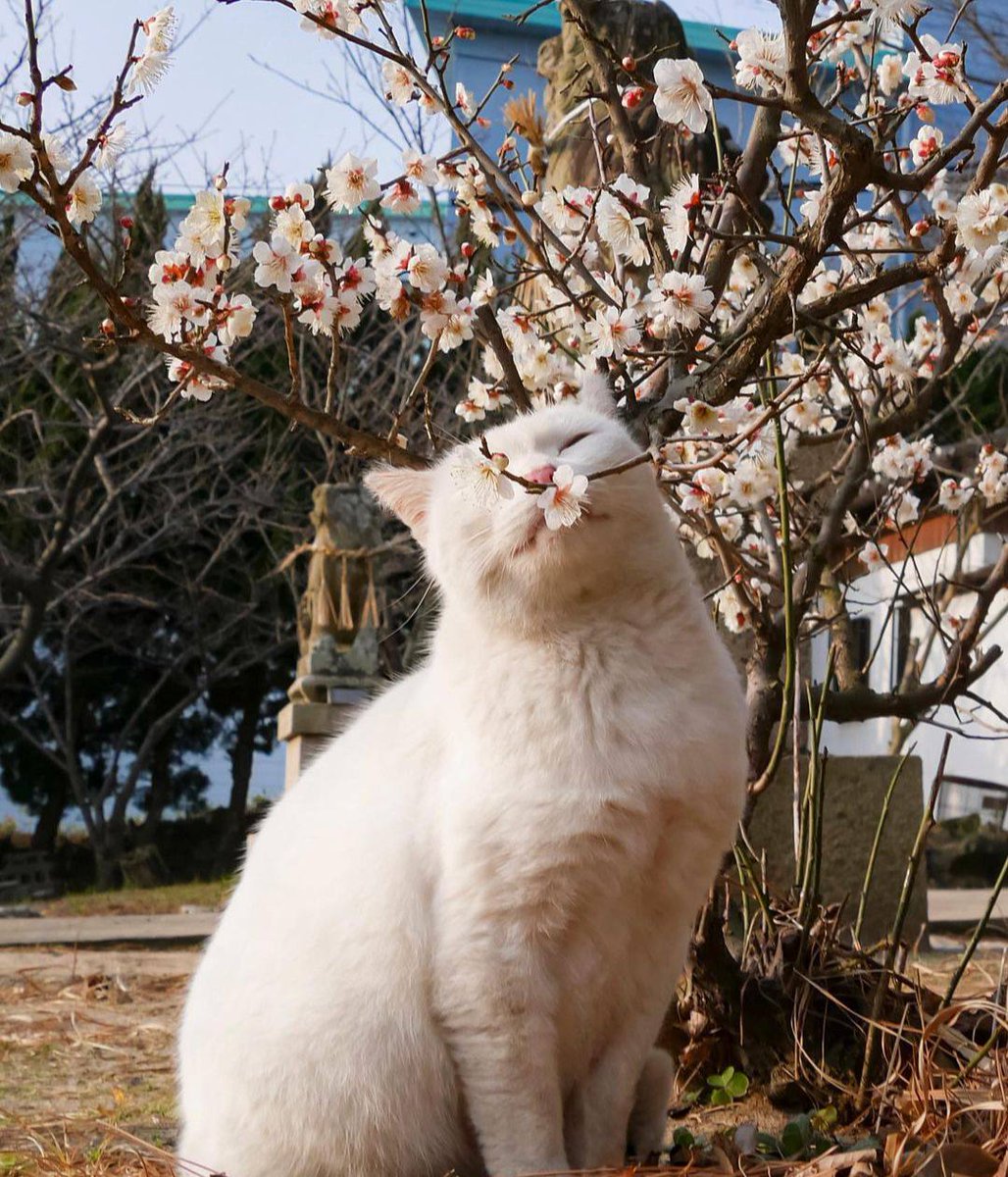 DontShowYourCat's tweet photo. cherry blossom https://t.co/vcQRxjQ8Jk