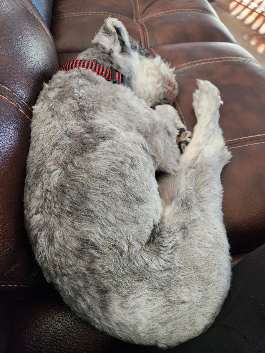 Clark is quite flexible, isn't he? And his back legs are very long! 😂 #dogsofmsp #dogsofminneapolis #dogsofmpls #mplsdogs #minneapolisdogs #dogsofminnesota #dogsoftwitter #schnauzer #schnauzergang #rescuedog #ilovedogs #Minneapolis #minneapolispetsitter