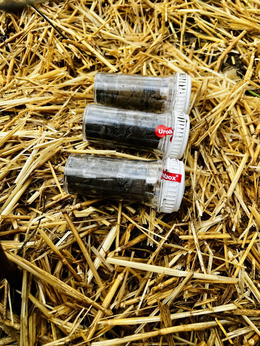 YannickZehnder's tweet image. Today was field day:

✅ Trees planted
✅ Soil sample taken
✅ Biodiversity supported

#LFG @CEVENtech