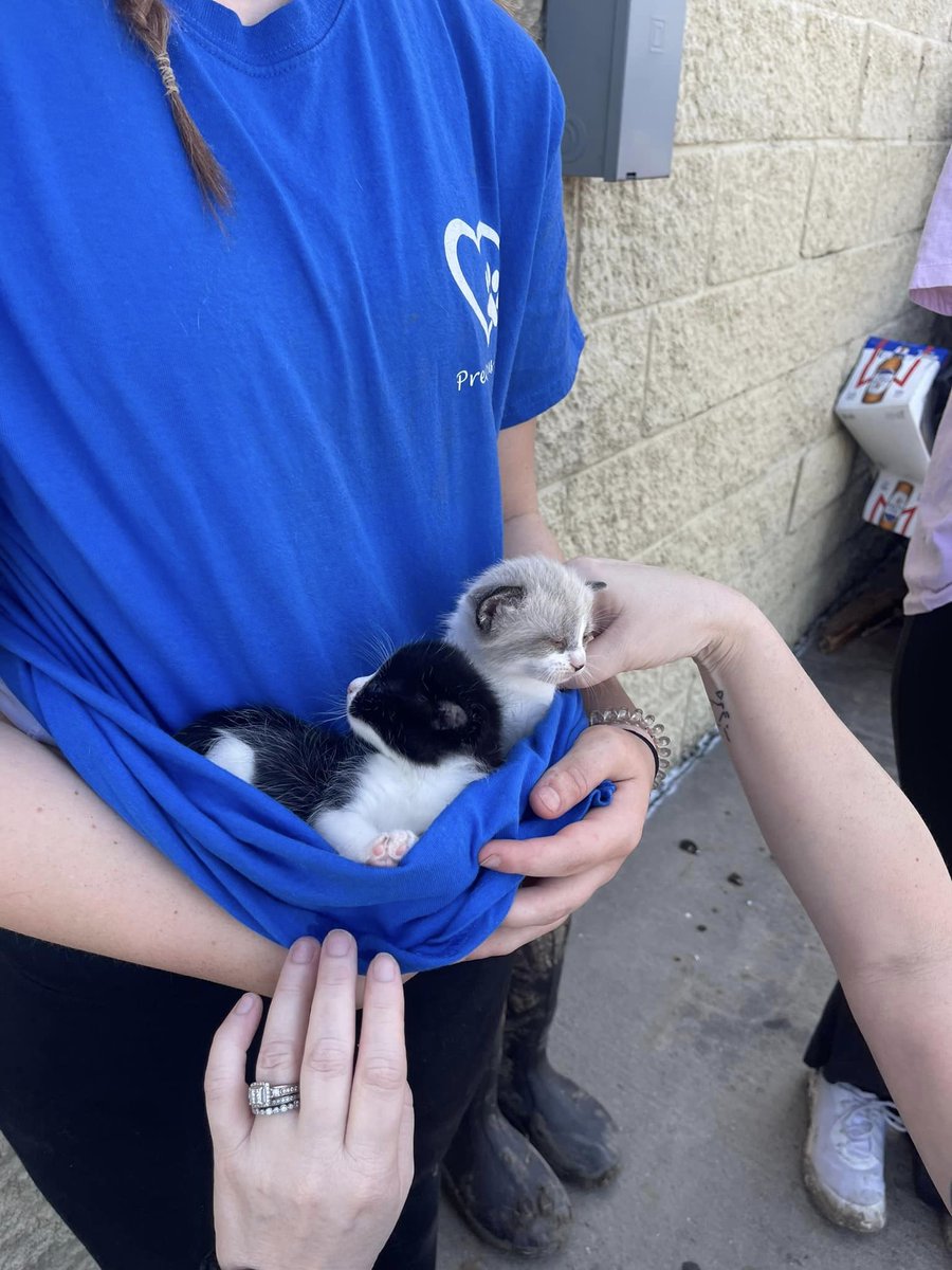 RealMiBaWi's tweet image. #SharkeyCounty #Mississippi #Tornado #Pets #Cats #AnimalRescue 

Urgently needed in #RollingFork &amp;gt; Formula, cat milk, milk powder, kitten food

Four starving kittens were found.
If someone can help &amp;gt; delivered next to the Dollar General Market on 61 in Rolling Fork.