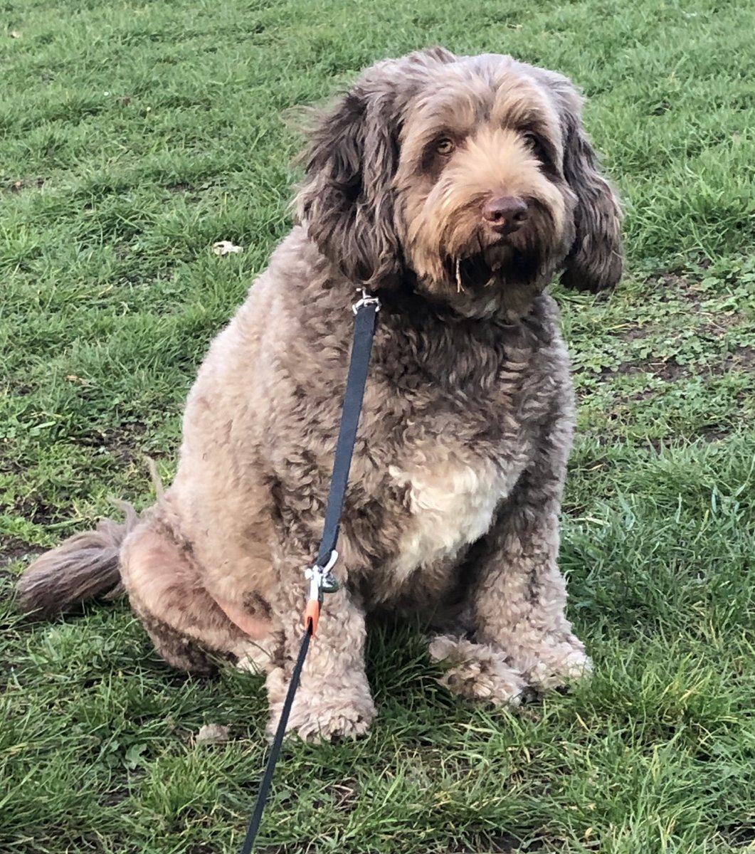 LSEATWoodside's tweet photo. @LSEATWoodside Mr Bramble continues to make progress, following his knee surgery. Today he made it to the park. 🐶🌈🐶#progress #walkingagain #slowandsteady #kneesurgery https://t.co/YYDMg6LSeX