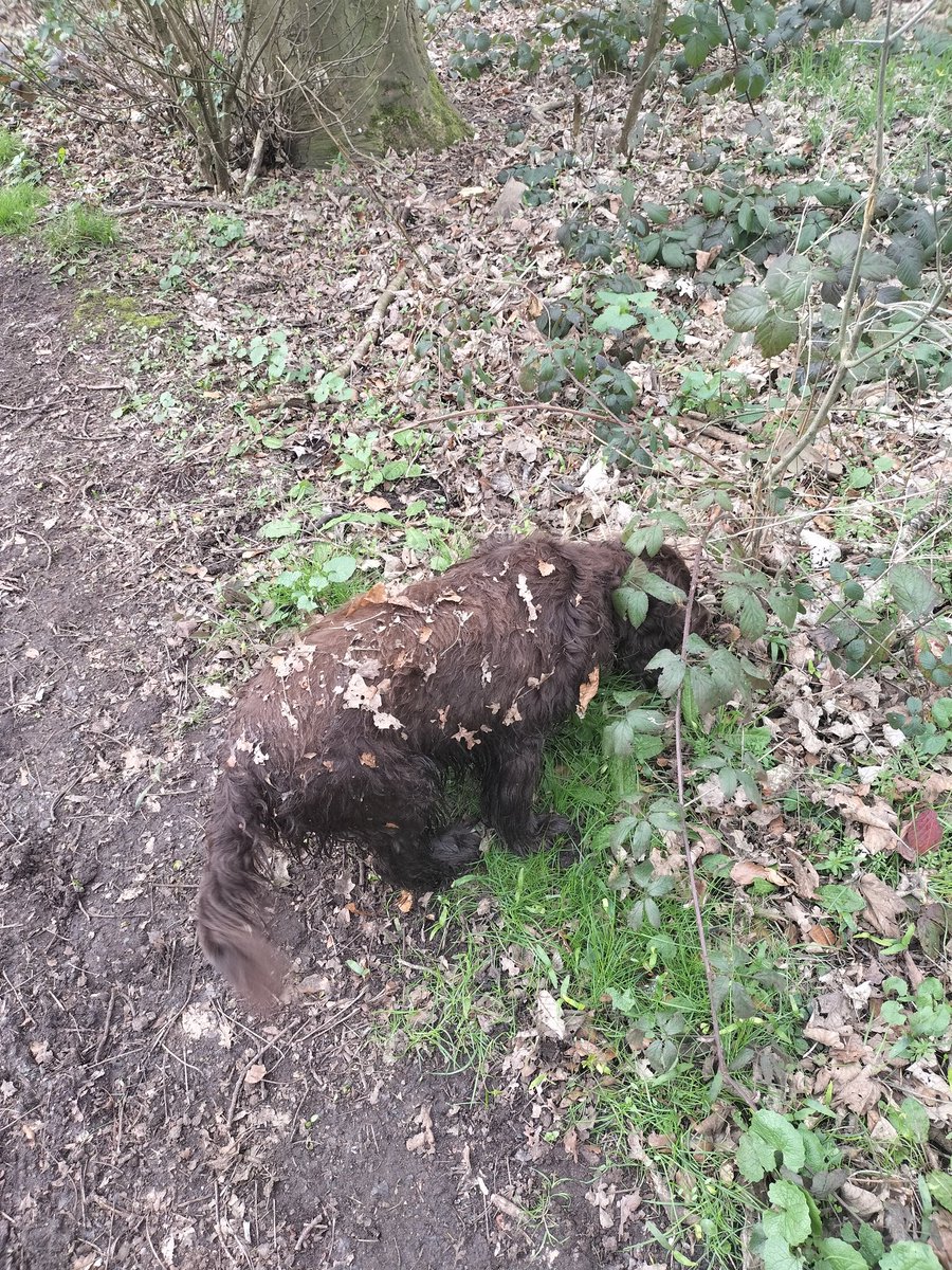 barteyeview's tweet photo. @ProfJoMeehan Why is it, every time I roll in leaves or swim in muddy ponds, all I hear is 'we can always swap him with Rocco'? https://t.co/2HZclUmlaU