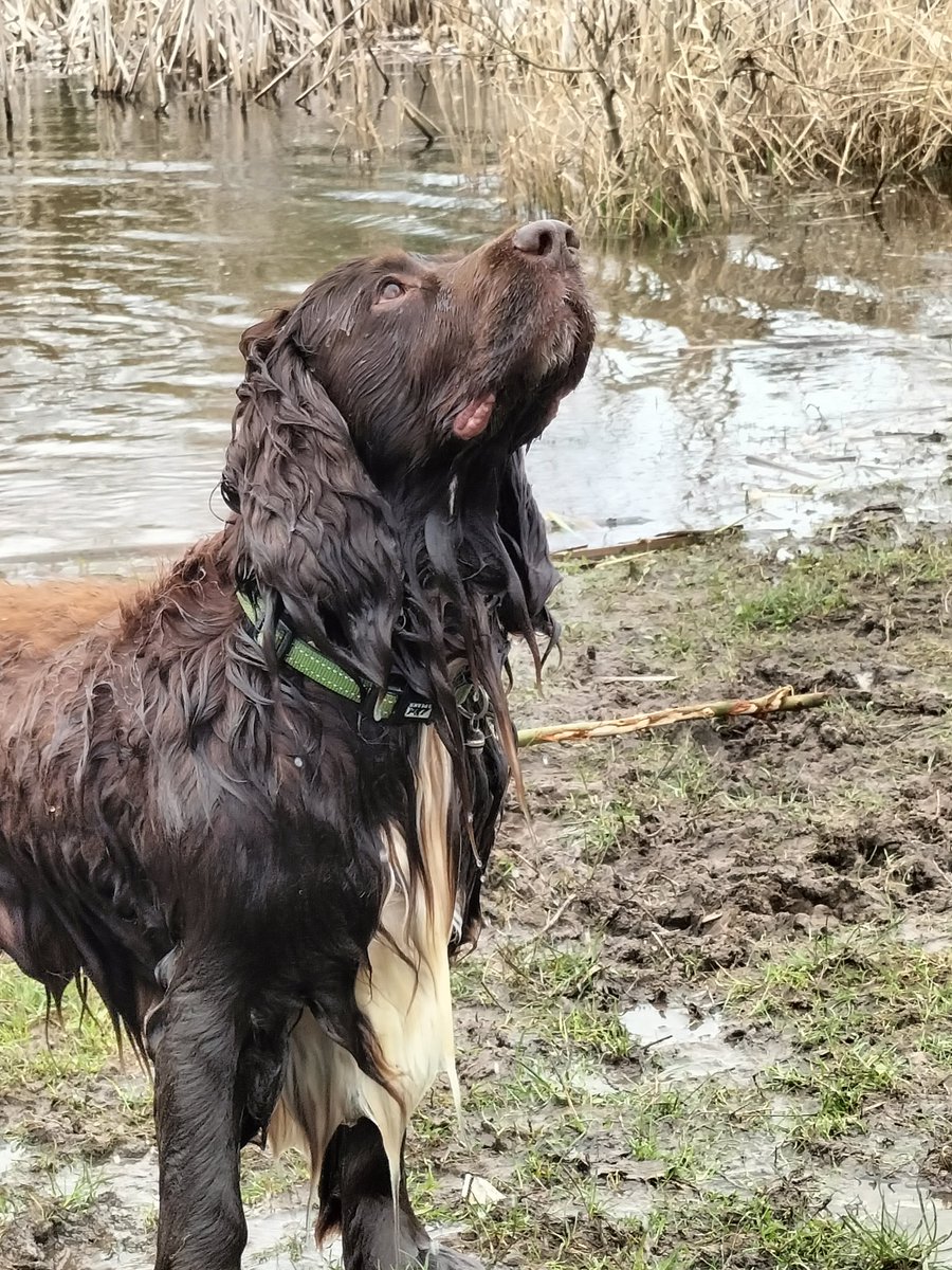barteyeview's tweet photo. @ProfJoMeehan Why is it, every time I roll in leaves or swim in muddy ponds, all I hear is 'we can always swap him with Rocco'? https://t.co/2HZclUmlaU