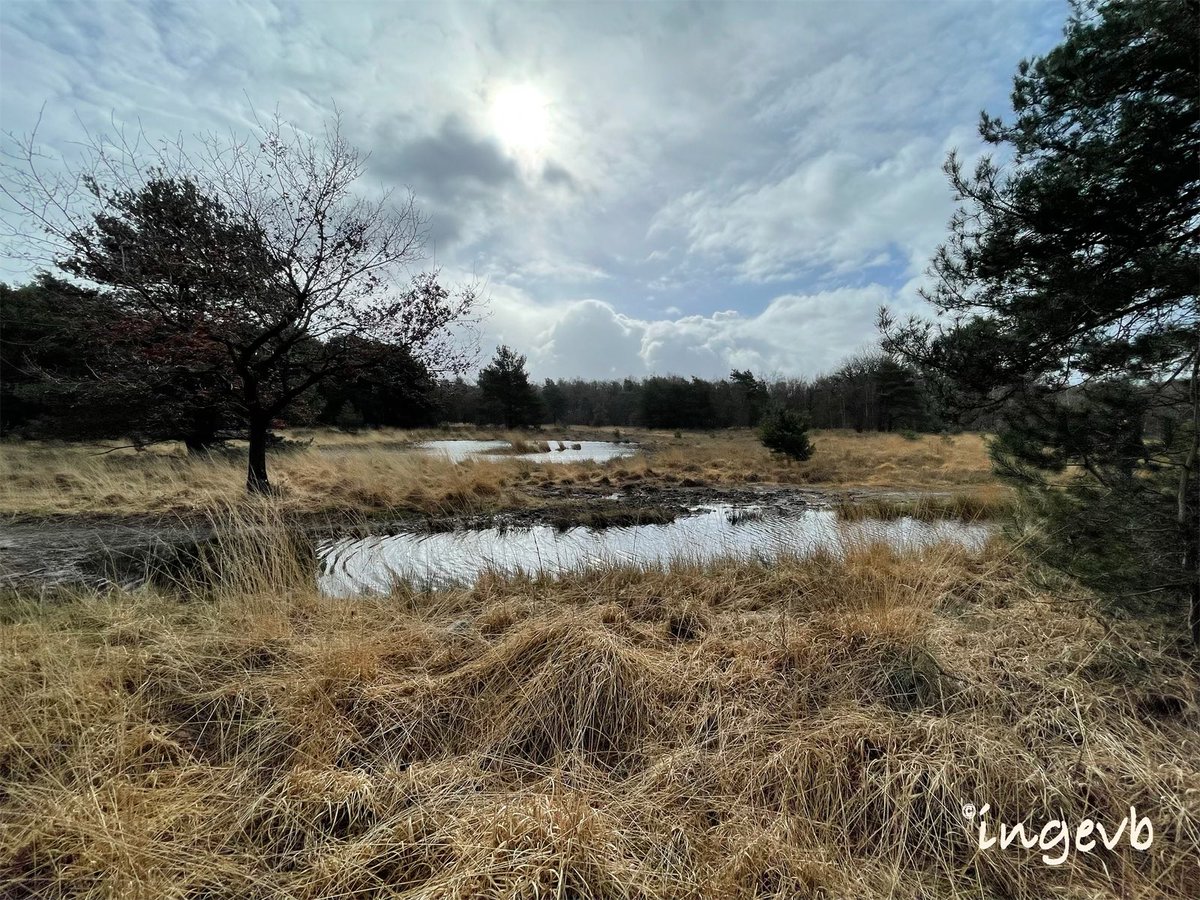 Ingevb2010's tweet photo. #regteheide #noordbrabant #tussendebuiendoor #natuur #fotografie #wandelen #zaterdagochtend https://t.co/Ov0QPxYeGC