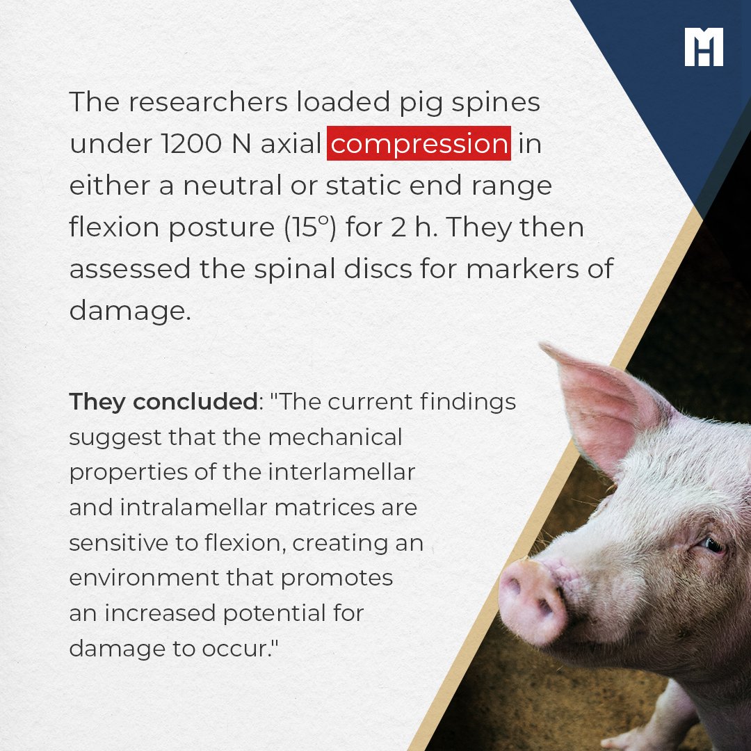 MennoHenselmans's tweet photo. Spinal flexion makes discs more prone to damage, new study finds
In this article I review the evidence for and against the idea that you should avoid excessive spinal flexion when you squat and deadlift: https://t.co/oGZyLxDt9H
#deadlift #spinalflexion #sbd #squat #squats https://t.co/stRcBaRGHV