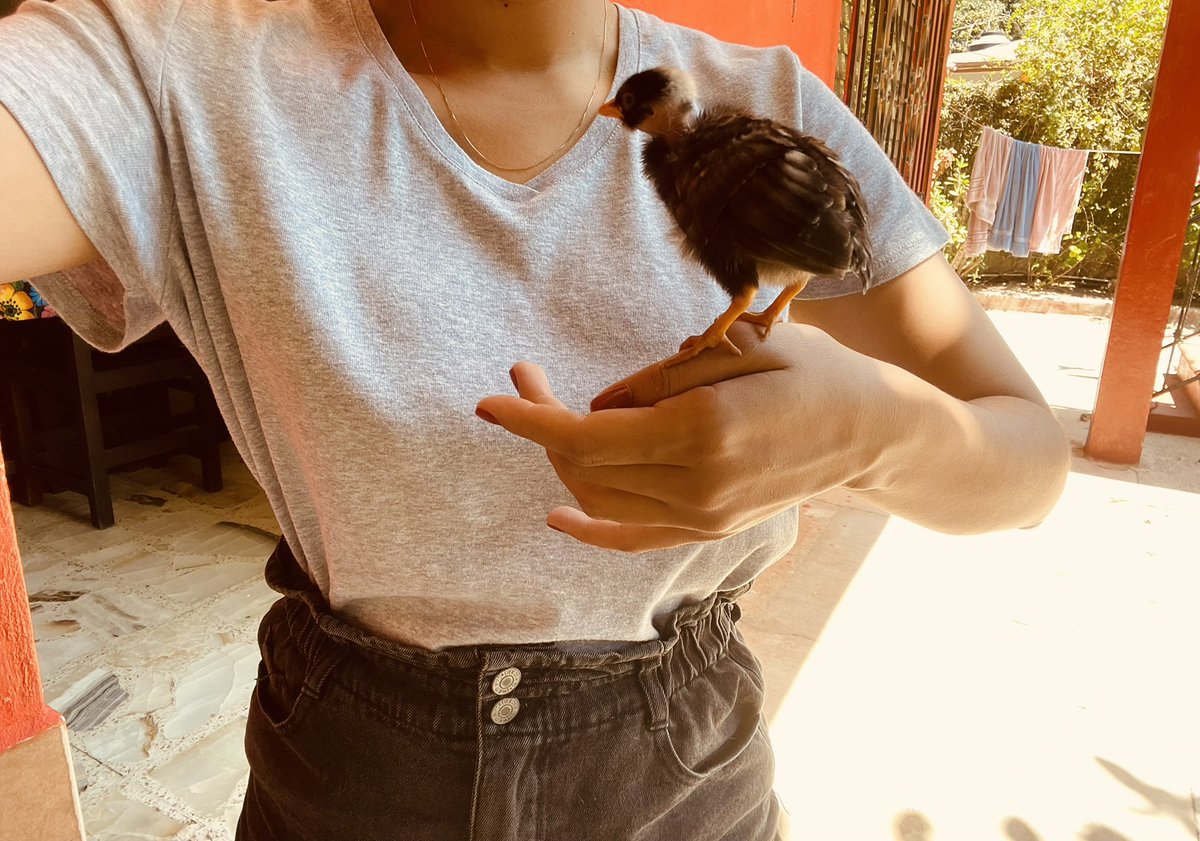 arihessi's tweet photo. Nacieron 6 pollitos 🐣 https://t.co/wzGP7c3X9k