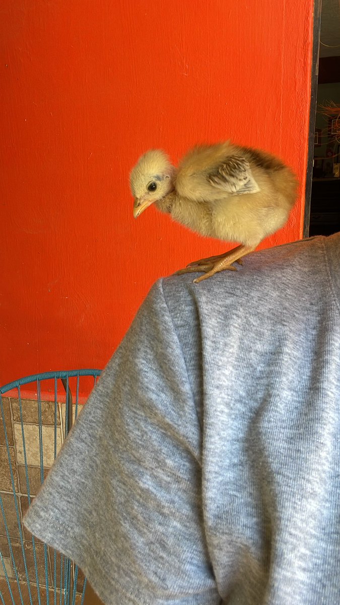 arihessi's tweet photo. Nacieron 6 pollitos 🐣 https://t.co/wzGP7c3X9k