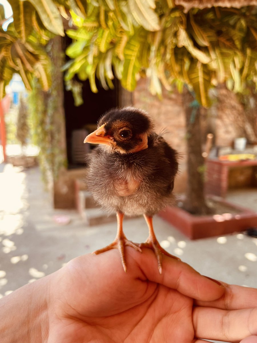arihessi's tweet photo. Nacieron 6 pollitos 🐣 https://t.co/wzGP7c3X9k