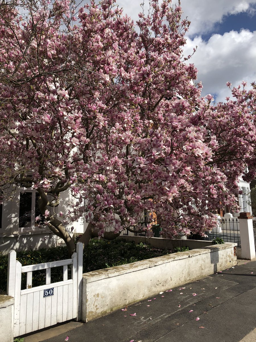 LondonWlogger's tweet photo. Pink perfection in Putney 🌸😍 https://t.co/Q2wPbVdRqs
