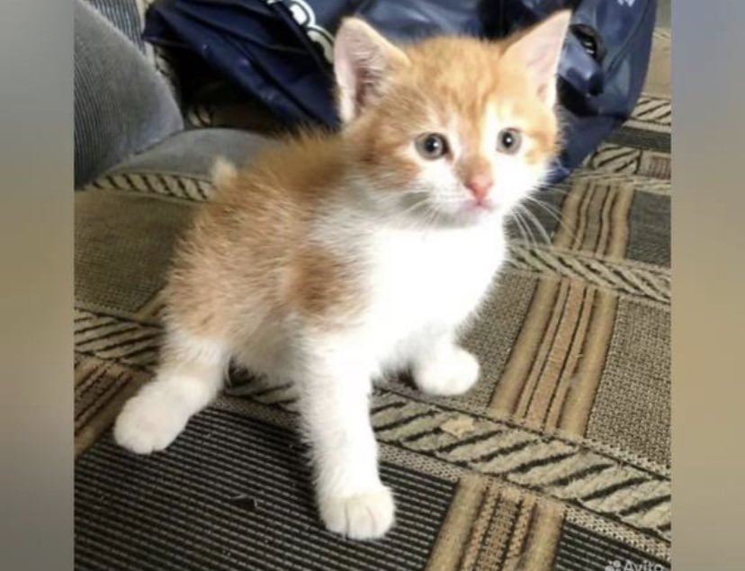 EbnyStd's tweet photo. Какая пиздюшка приедет к нам завтра. Я придумал ей имя 😻 https://t.co/NWpW7Un9H8