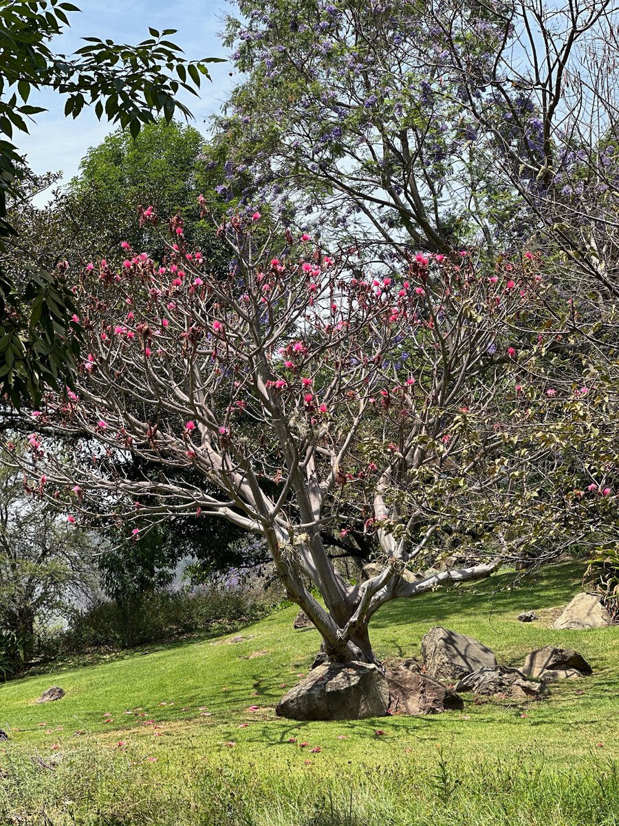 RicardoBSalinas's tweet photo. Me vine a pasar el fin de semana a mi hacienda, tendré mucho tiempo libre y de descanso… ¿que serie de #Netflix me recomiendan ver?

Vamos a pasarla feliz, me compré un nuevo juguete para pasear por Jalmo, ¿lo quieren ver? 😜. https://t.co/cgpQcLpVVl