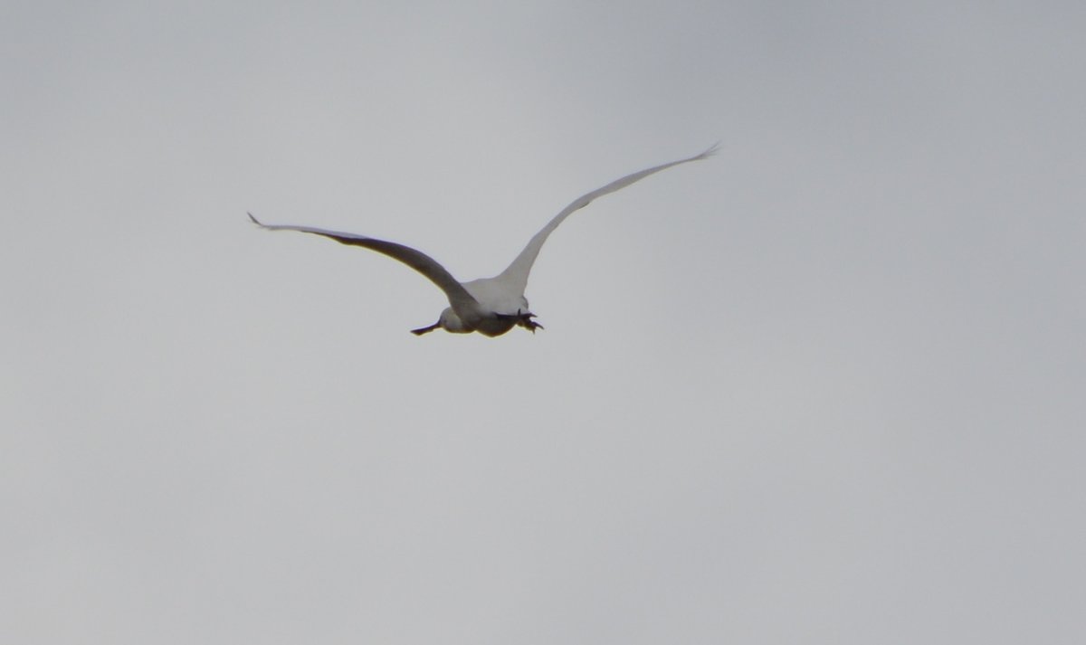 North Cave Wetlands tweet media