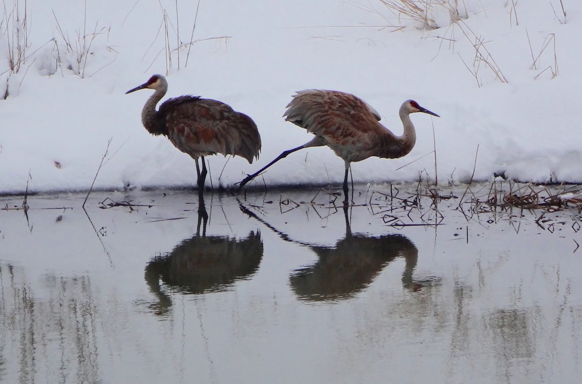 602Shaffer's tweet photo. "Spring" in Wisconsin (3/25/23) #Spring #springtime #snow #snowstorm #snowfall #SpringSnowfall #Madison #MadisonWI #Wisconsin #WisconsinSpring #SpringInWisconsin #nature #NaturePhotography #birds #wildlifephotography #NatureBeauty https://t.co/ze3vvN540P