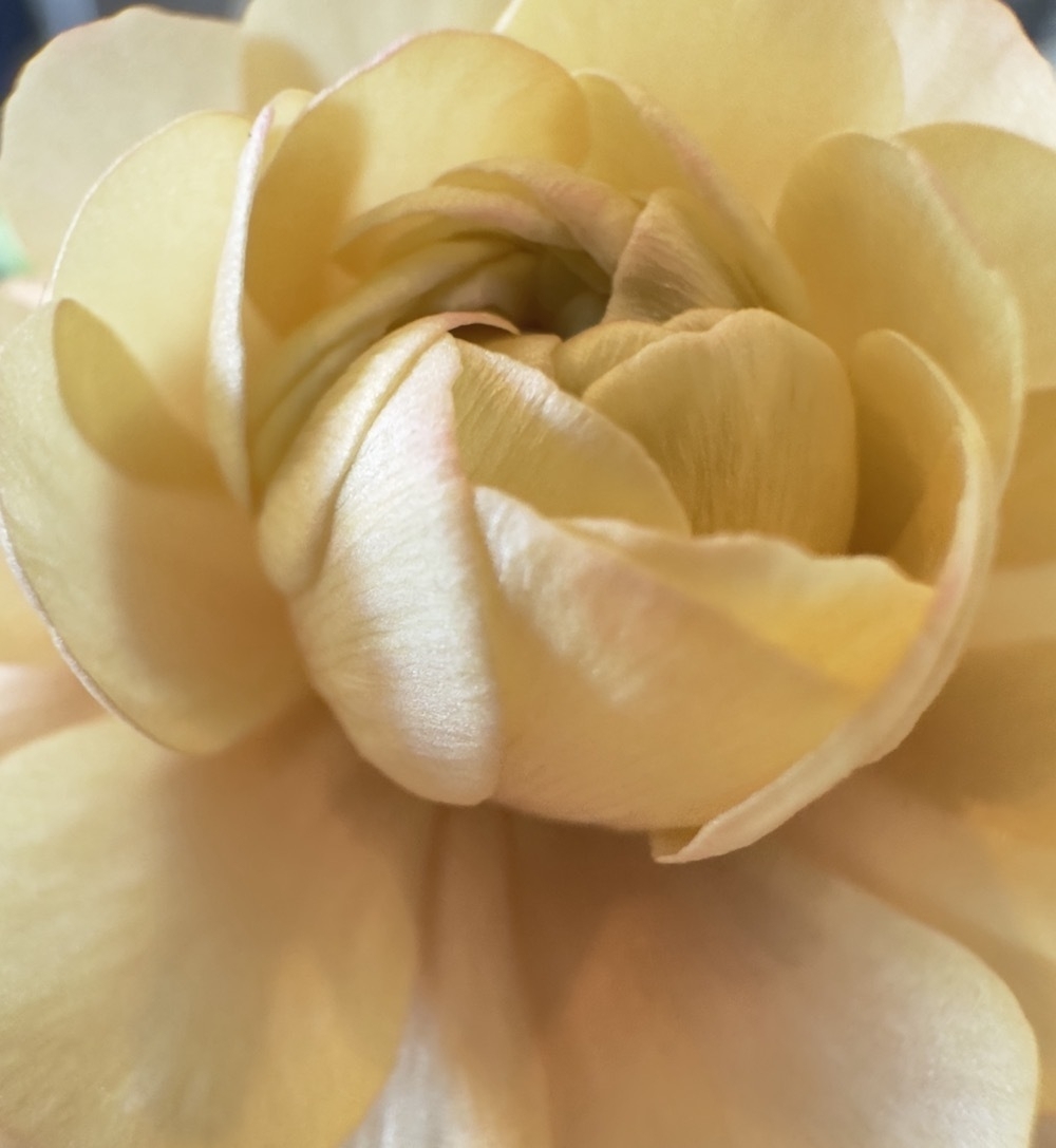 donnywdavis's tweet photo. Playing around with some macro photography. Need to work on keeping my hands steady. https://t.co/BwUvM7lUGv