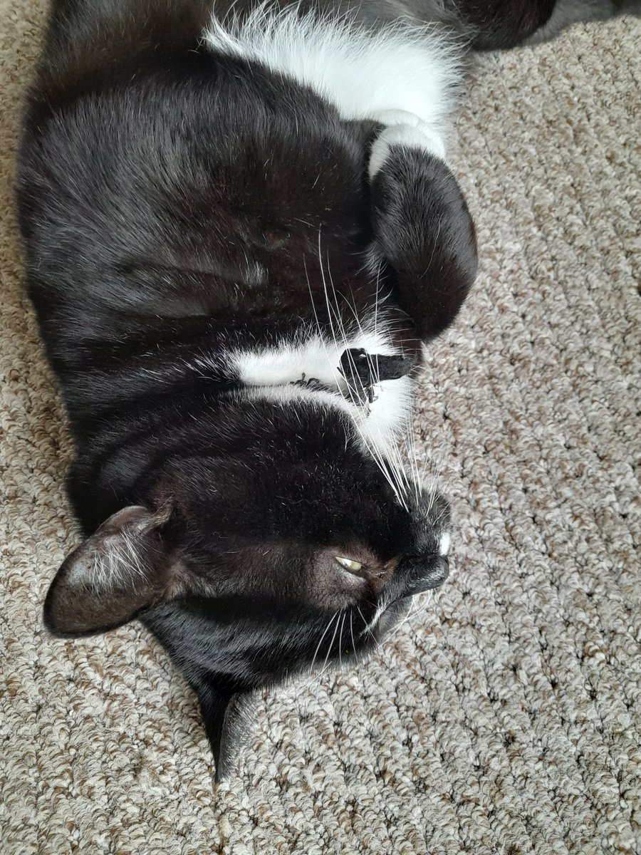 glitterant's tweet photo. #Caturday https://t.co/tk0E4jkxut