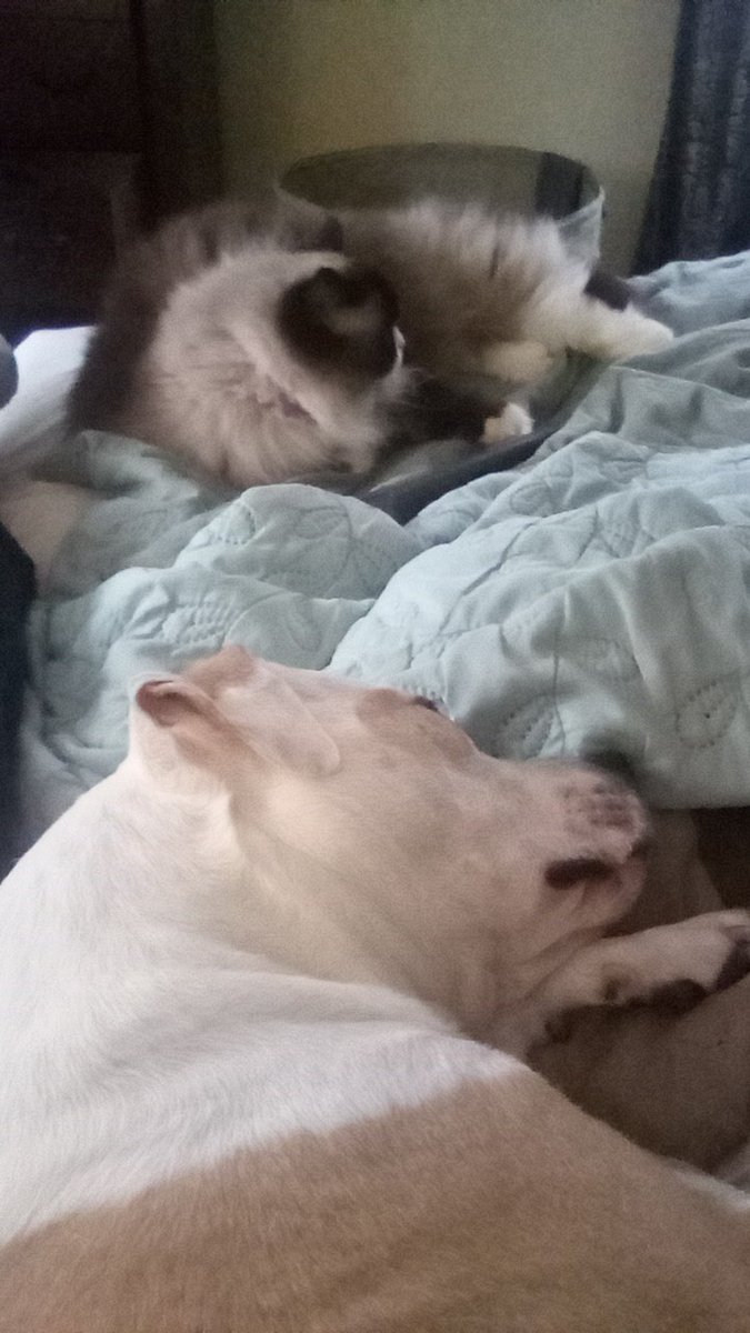 Nellie & Pippa DeSantis tweet media