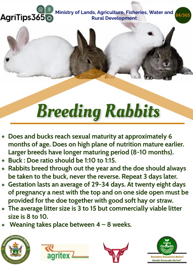 Did you know that rabbits are good business?

Check #AgriTips2023 

@Chief_Tshepo @basera_john @kwame_abide @DonaldTchidoori @FarmingAdv @blackfordbyagri @YoungFarmersZW @ZimGvt_NDS1 @zfu_official