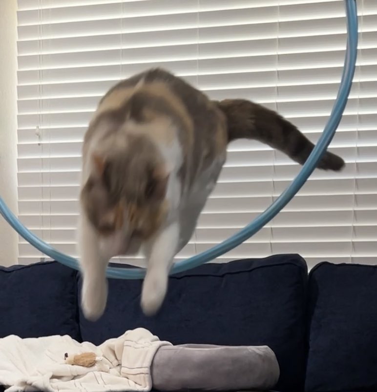 fatfatpankocat's tweet photo. 10,000 ft in the air at least https://t.co/mh4LI74p9W