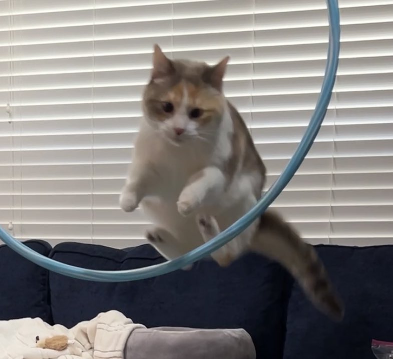 fatfatpankocat's tweet photo. 10,000 ft in the air at least https://t.co/mh4LI74p9W