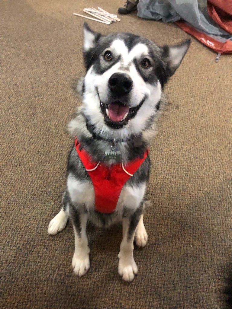 thewonbroadway's tweet photo. The W on Broadway loves Hooper’s new mascot, Doug 🐾 Doug is a young husky mix who will be the new Senior Supervisor of Hooper’s. He will be in training for the next few weeks but feel free to come downtown and meet him. He is very friendly, even on a ‘ruff’ day! https://t.co/h9gMJHfhW2