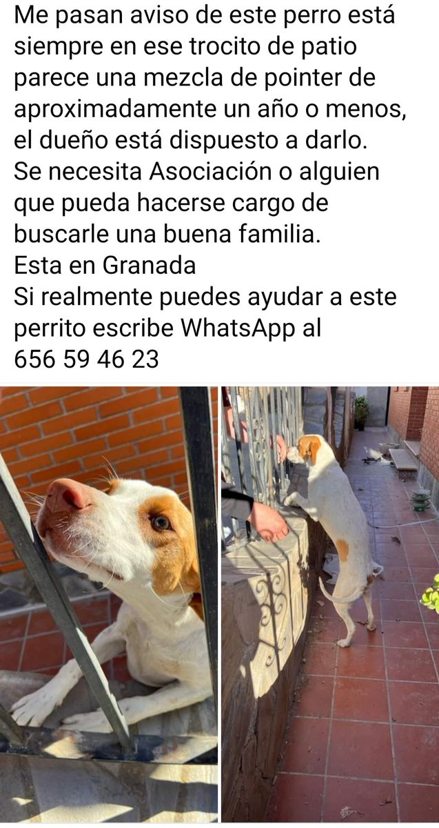 Qué lástima pobre animalito
Lo ceden 🙏
😢 🆘 📢 📢 📢 📢 📢