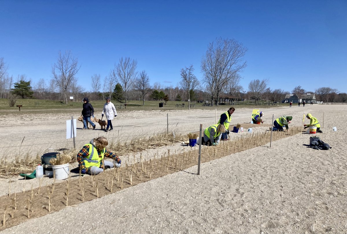 Join Friends of Sherwood Island April 15-16, 10 am to 4 pm to plant beach grass. Help us create dunes to protect the beach &amp; provide habitat to birds, butterflies and more!  Meet at the East Beach.