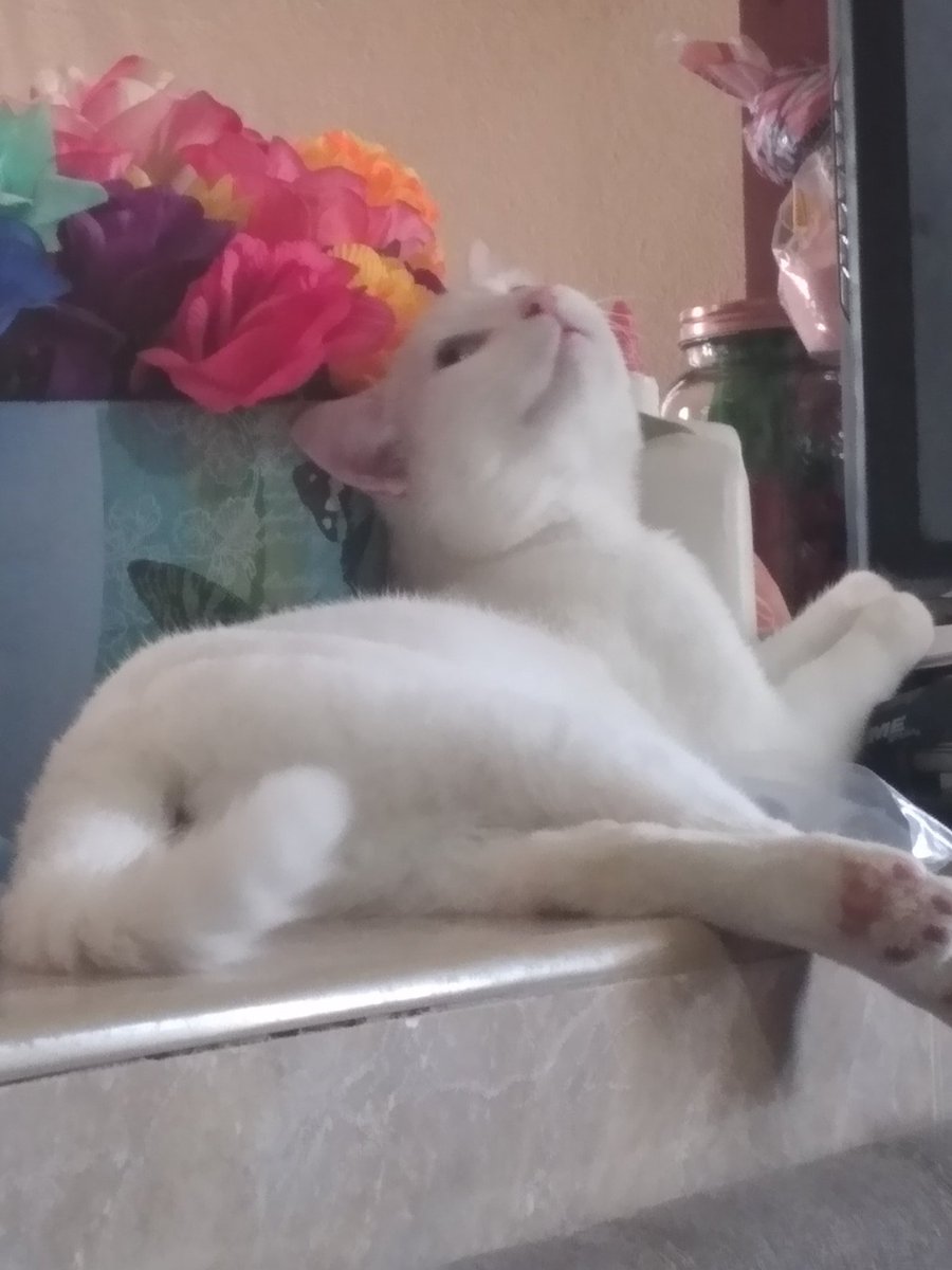 ximevg34's tweet photo. @xCryboy perro odi, gato mawi y ellos + docky y tequila cuando llego a casa❣️ https://t.co/HmzolMOae1
