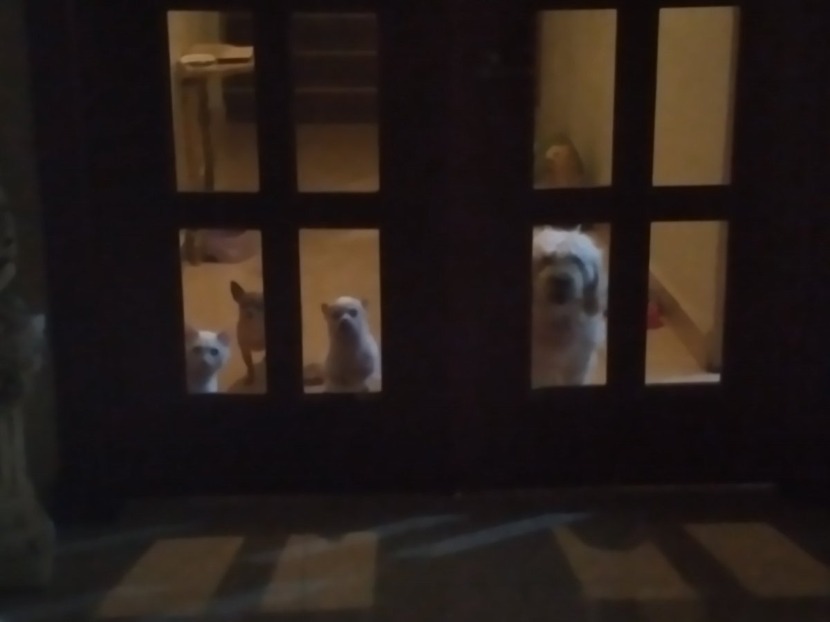 ximevg34's tweet photo. @xCryboy perro odi, gato mawi y ellos + docky y tequila cuando llego a casa❣️ https://t.co/HmzolMOae1