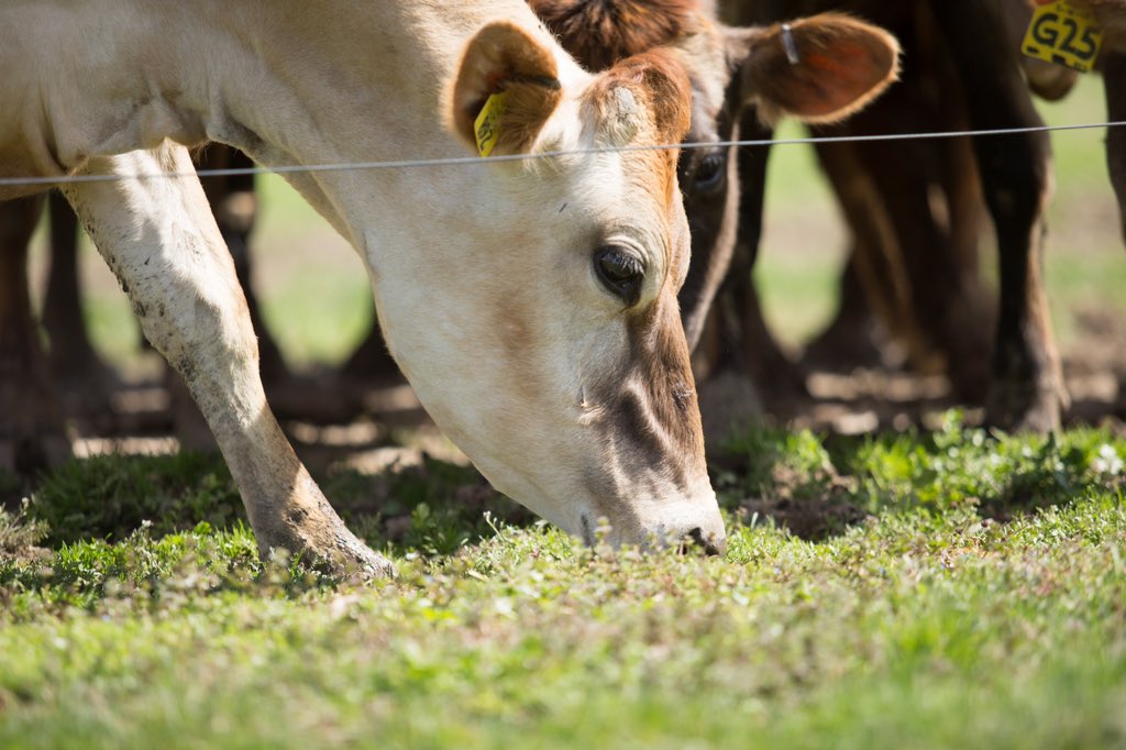 We hope you and your herd are munching on something good today!!