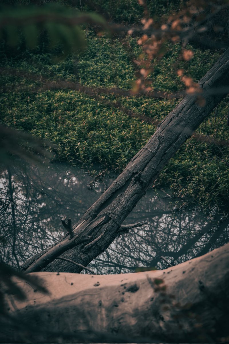 Deasprado's tweet photo. There’s nothing better than feeling small in nature. It's the best way to instill a fresh sense of awe 🍀 #NaturePhotography #wildlifephotography #photography #nature #TwitterNatureCommunity @NatGeoIndia @natgeowild @NatGeoPhotos @BBCEarth @earth @UniversalPics https://t.co/hSCuqIhLgM
