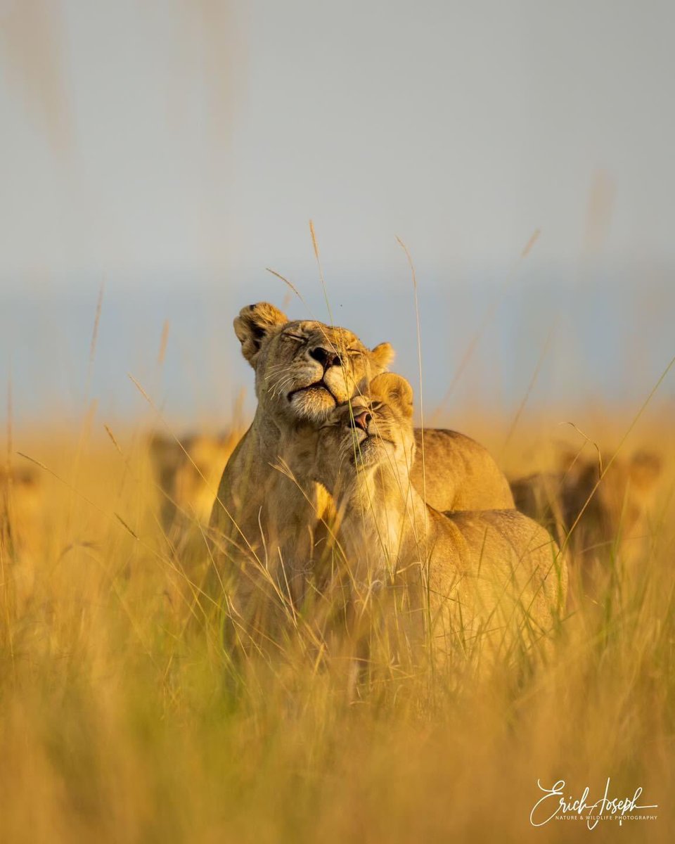 travelanita1's tweet photo. #PurestLoVe💛
Maasai Mara, Kenya, October 22 https://t.co/nRFc9JdUFI
