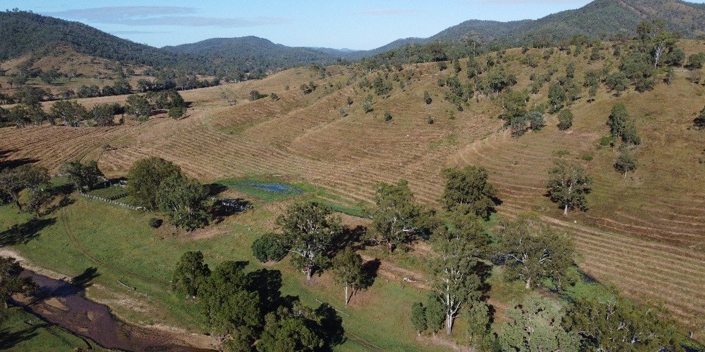 Greenfleet is revegetating Cherry Gully to deliver #climateaction and create a biodiverse forest that complements the many Regional Ecosystems found in the area. The forest will build habitat for Queensland's birds, koalas, and Grey-headed Flying Foxes. 

greenfleet.com.au/our-forests/pl…