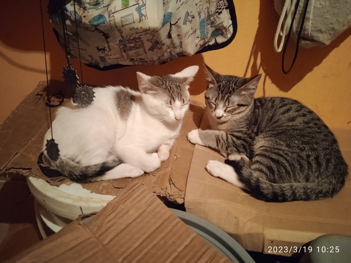 #casodeterceros

Hola amigos soyTony, les pido su colaboración para conseguirle hogares a estos 2 pequeñines de 3 meses 🐾

Están bien cuidados y alimentados, son juguetones, obedientes
Contacto al 0412-0227675 #Caracas

O a  salmista57@gmail.com

Muchas gracias por ayudarlos