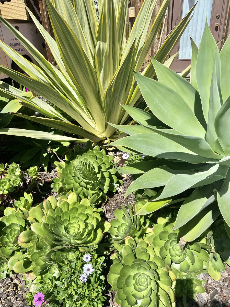 Flora and fauna glory! #naturelover #Saturday #SaturdayMood #GardeningInspiration #lajolla