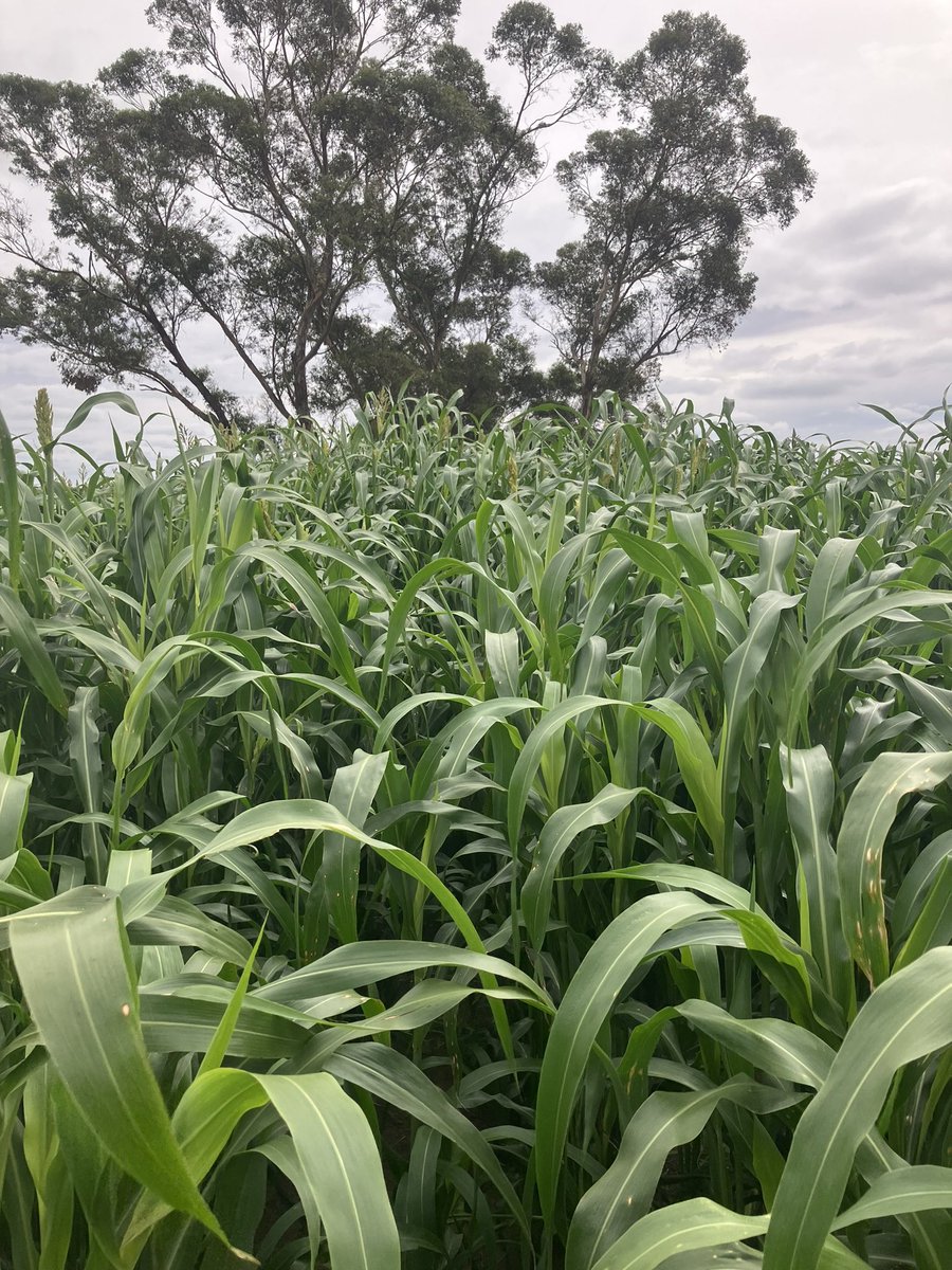 Matt Glennen tweet media