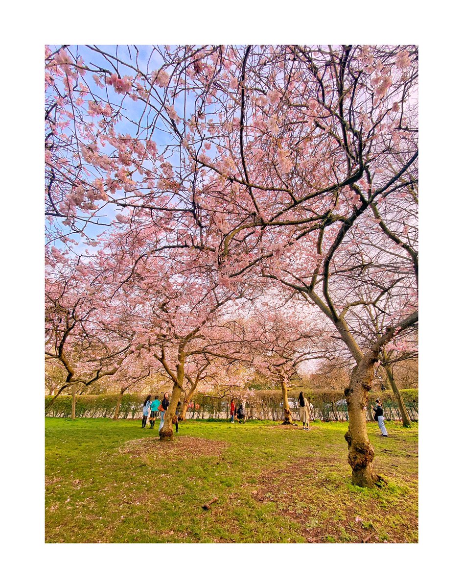ruchis127's tweet image. Spring is here in London! 
Cherry blossom blooming in the city 🌸 
#springinlondon