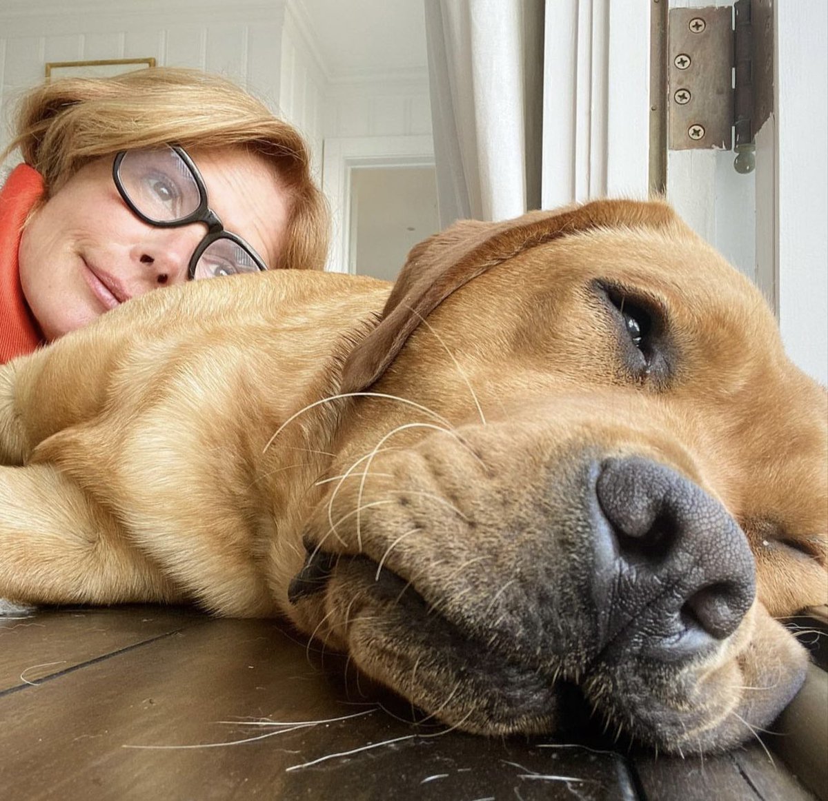 RealRomaDowney's tweet photo. A couple of redheads β€οΈ #redlabrador #DogsofTwittter https://t.co/oxFpwzIvWf