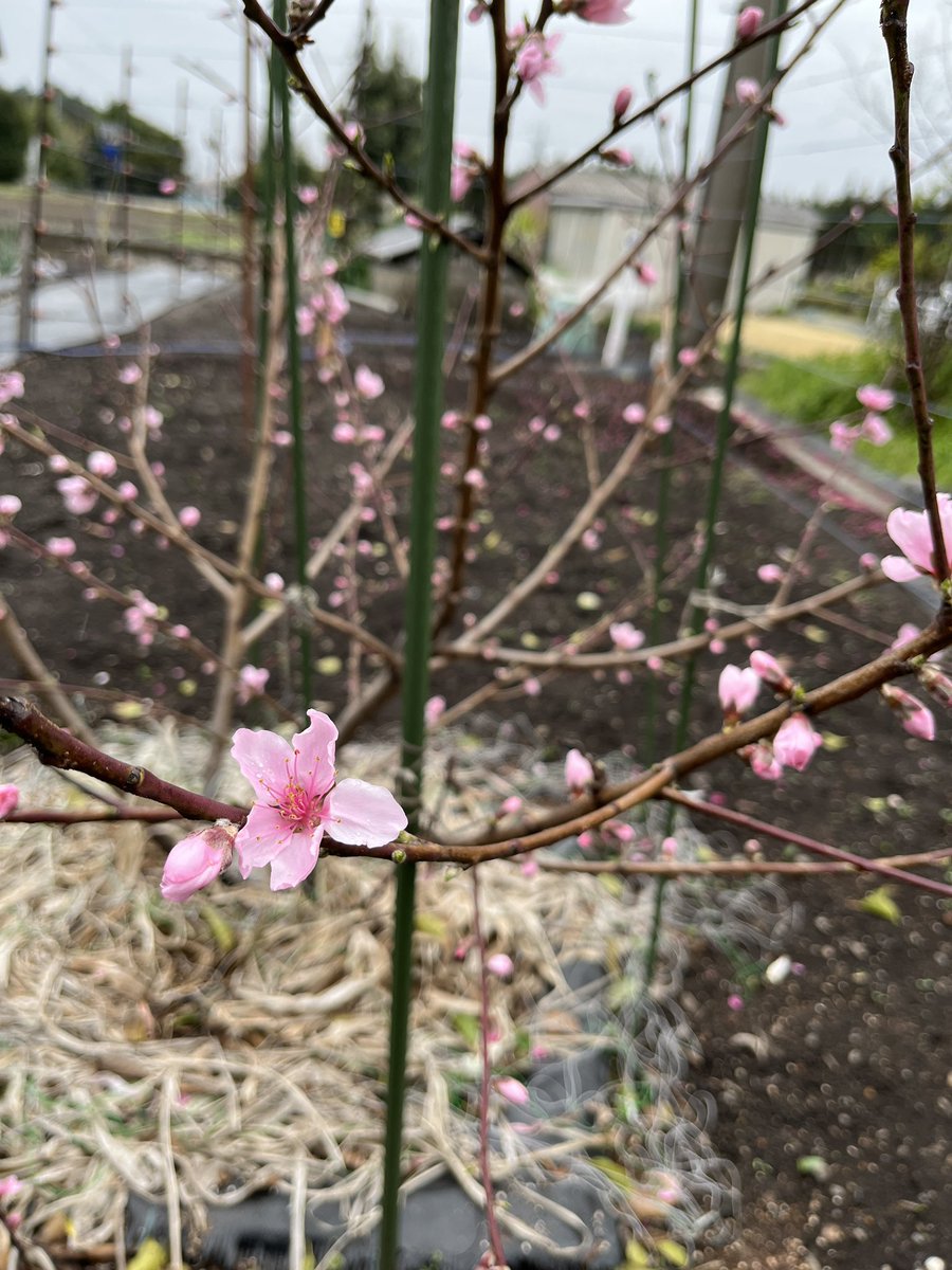 okuokaSDG's tweet photo. 引越し前に荷物の整理に実家へ
昨年植えた桃の樹からキレイな花が咲いてました🌸
今年は何個実るのでしょうか
剪定・摘蕾しないと、、、
#RTH手当
#桃の花 https://t.co/n9cJrIXsiu