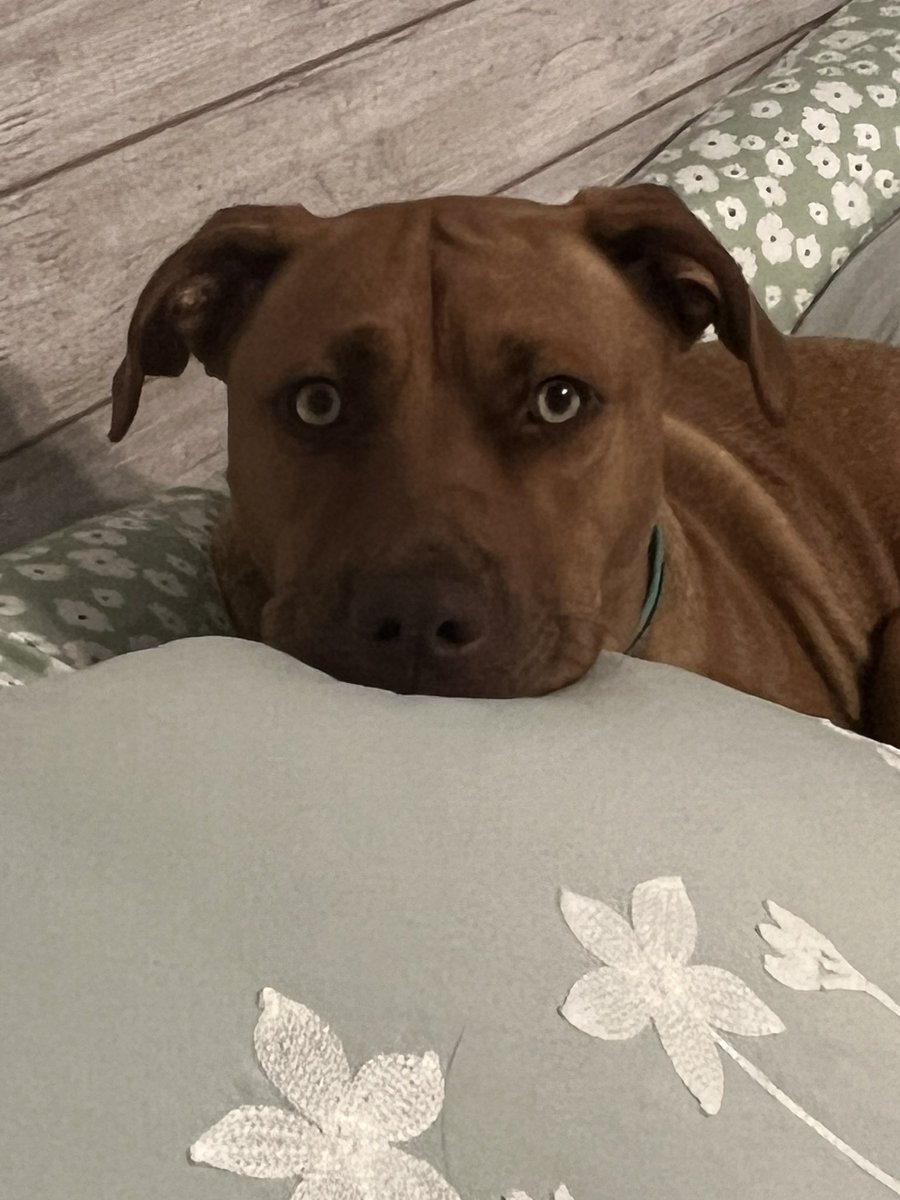 terrye_thorp's tweet photo. Journey was back to sharing her sweet side again today…. well, after offering way more help than I needed when changing out comforters…. I come around the corner to see this
It’s amazing how a 60lb dog can curl up into such a small, cute ball.
#Journey #springbedding #curledup https://t.co/upVeg4hIcj