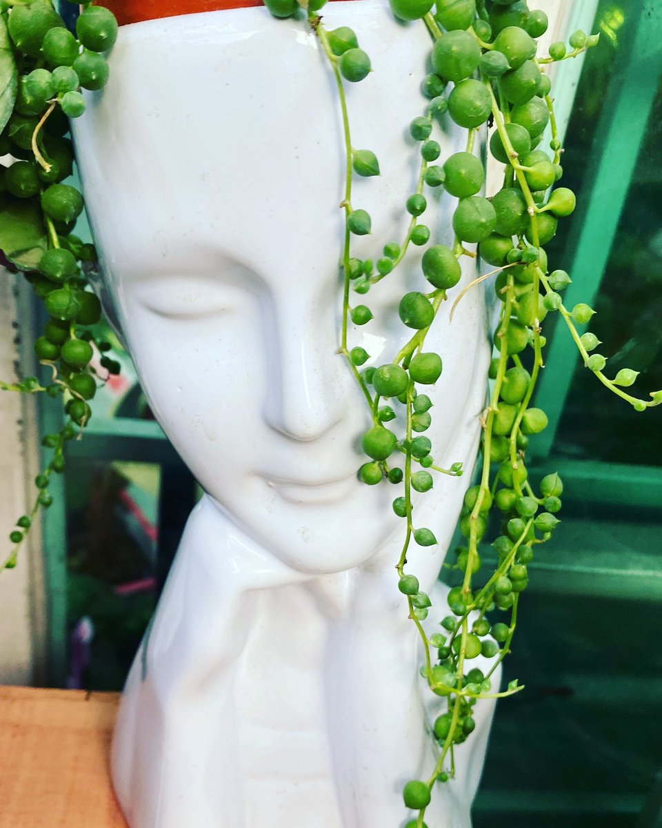 Un #rostro con una #suculenta de rosario. 
Disponible en #LaPlantería 
¡Ven por la tuya! #EnLaDelValle #followforfollowback #greenlife #plants #pots #ceramic ☘️🪴🌿