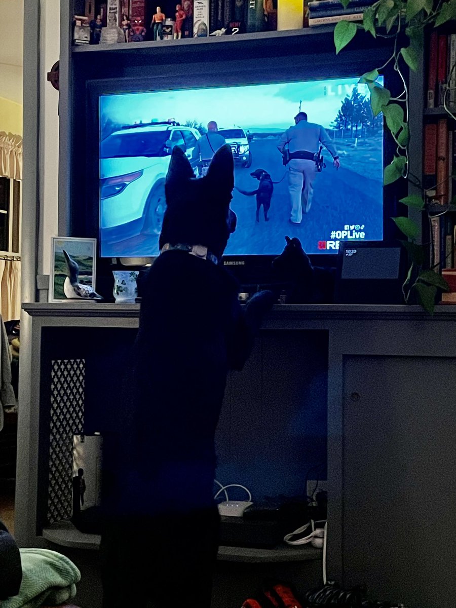 JustinOuellette's tweet photo. Freyja is ready to see K9s in action tonight! @OfficialOPLive @ReelzChannel 

#CanineOfTheNight #OPLive #OPNation #OnPatrolLive https://t.co/oLXBBtGfnN