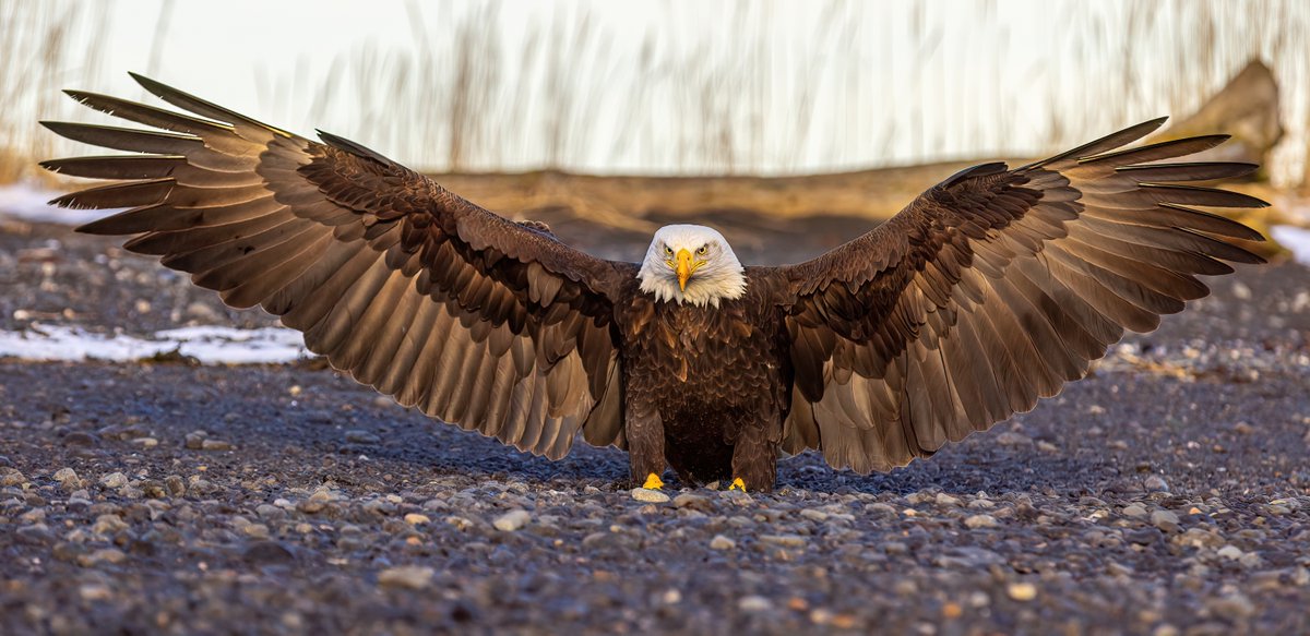 TodaysBaldEagle's tweet photo. (Photo by Thomas Torget)
#baldeagle #raptors #americasbird https://t.co/BWmZJxcUQF
