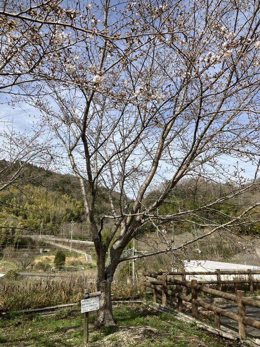 #たまゆら #竹原 #桜道の駅からバンブーへ…まだ殆ど咲いてない😔次の週末で5分咲きかもぽって桜🌸も香君桜も、まだ1分咲