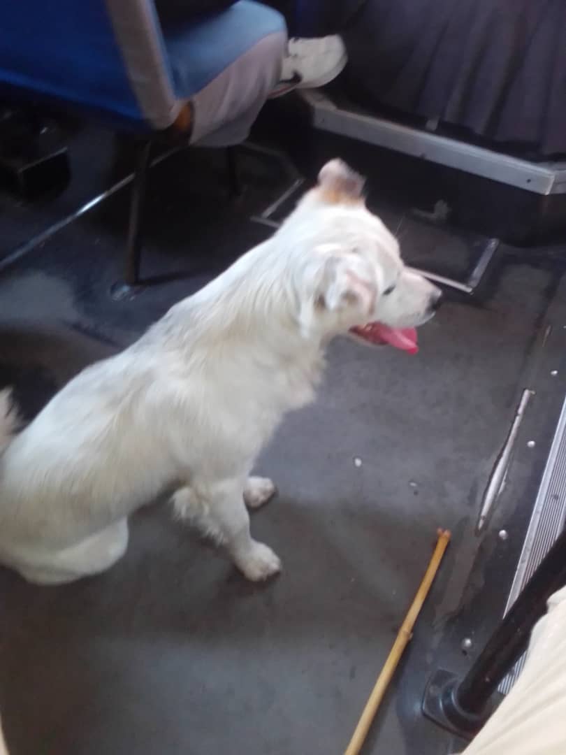 #EXTRAVIADO RT <a href="/Ma_Elisa_G/">#VzlaEntrampadaEntreLaDuplaMudPsuv🇻🇪🇻🇪</a>: ¡ENCONTRADO! Ayer en salida de Caricuao para agarrar autopista, esta bien cuidado, contacto 04140208226, #Caracas . 

RT, ojalá lo estén buscando 🙏🏻