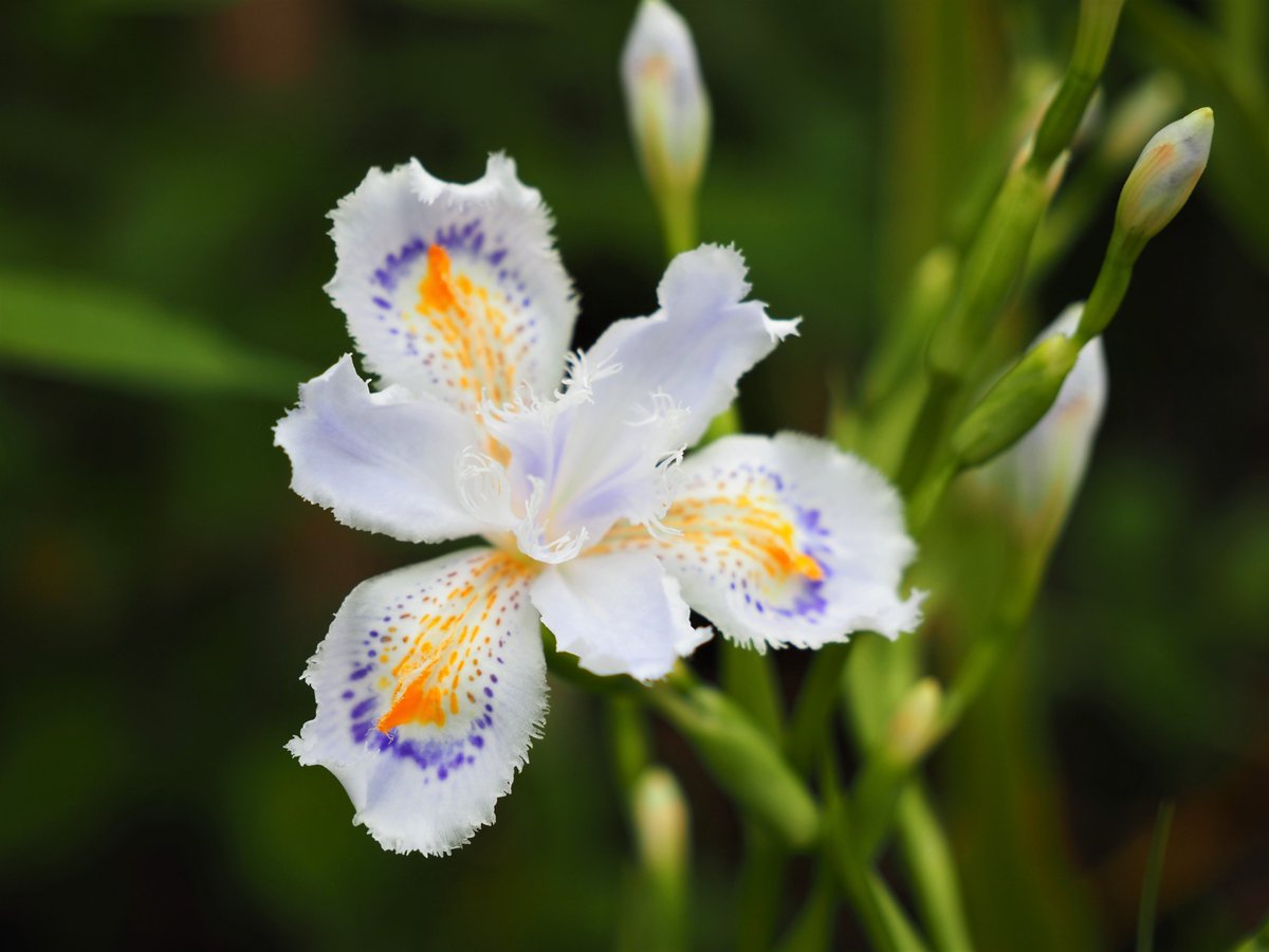 花言葉は「決心」「私を認めて」

#写真好きな人と繋がりたい   
#花好きな人と繋がりたい 
#TLを花でいっぱいにしよう 
#シャガ　#fringediris
#flowers　#flowersphotography