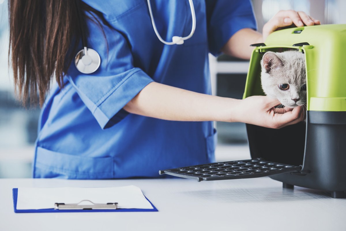 "An ounce of prevention is worth a pound of cure" - why should your #Cat visit the vet regularly? Find out at bit.ly/3prt7fq