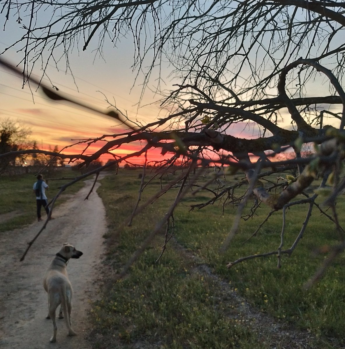 gargon79's tweet photo. Paseíto con KIOWA...@adoptamestizos 
#atardecer #colores #sky #kiowa #cortijo https://t.co/IGyb7NOFCQ