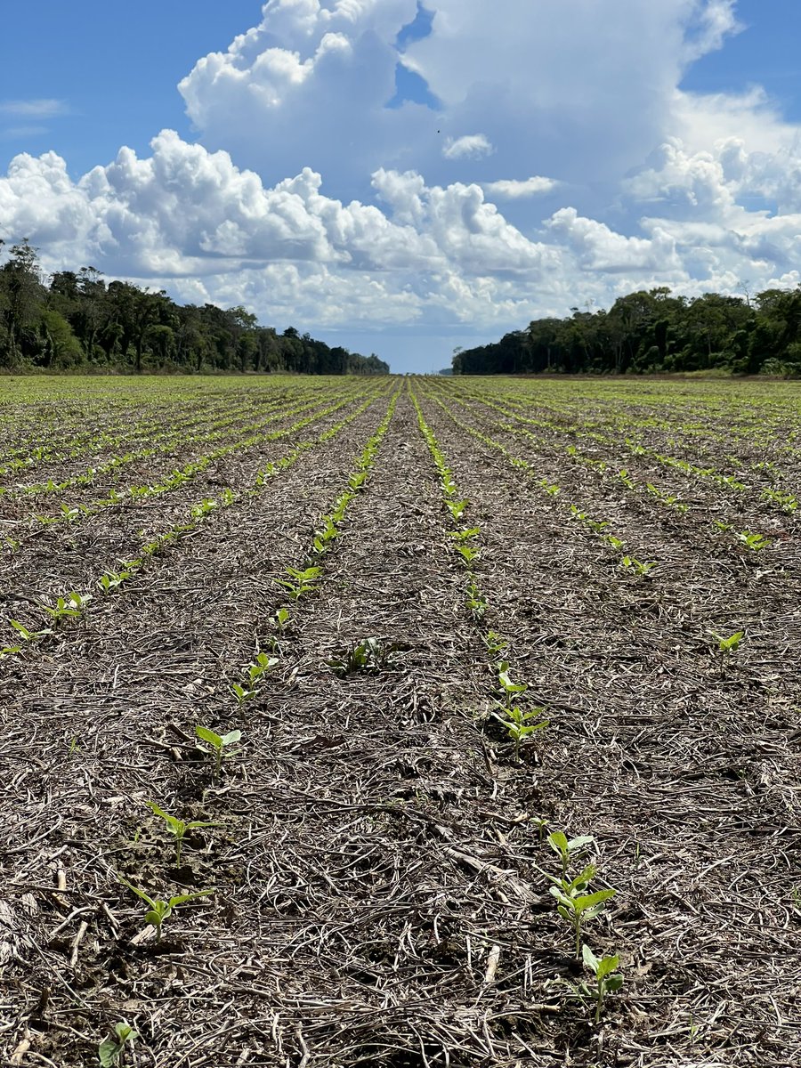 Sunflowers as a second crop this year 🌻 #plant23 #sunflowers #wintercrop #Bolivia #agro #agrobolivia