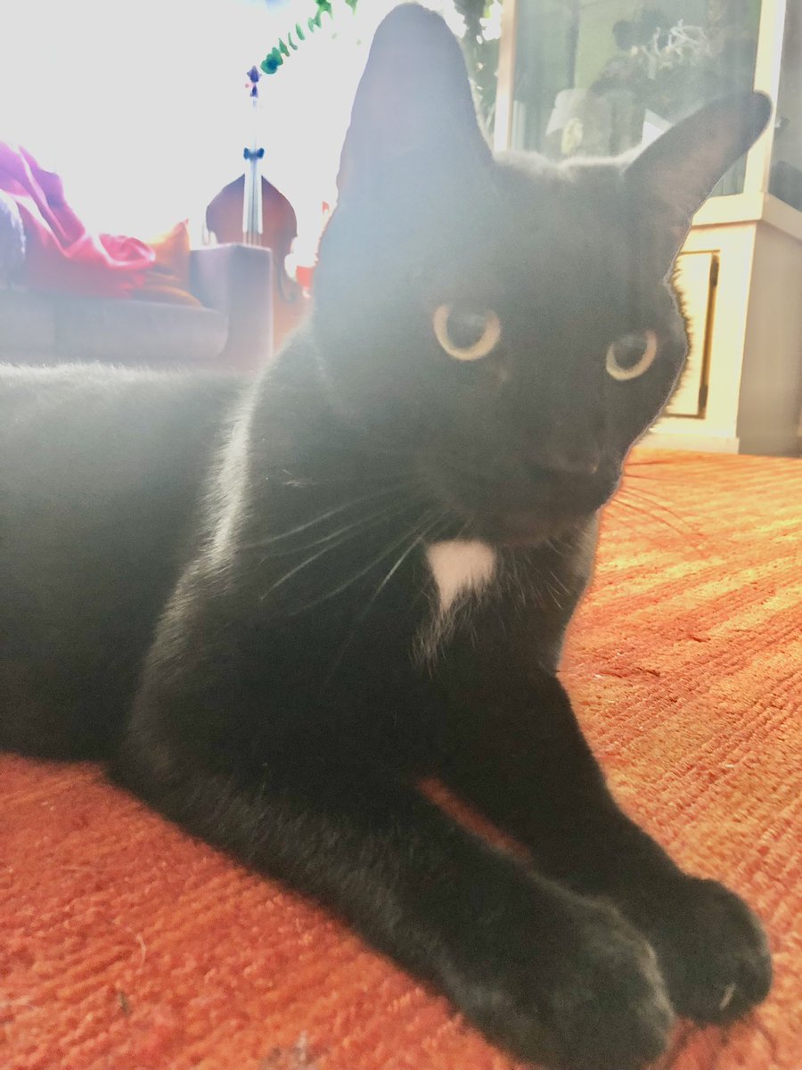 Mister Personality (Sammy) says Happy #Caturday to Y’all.